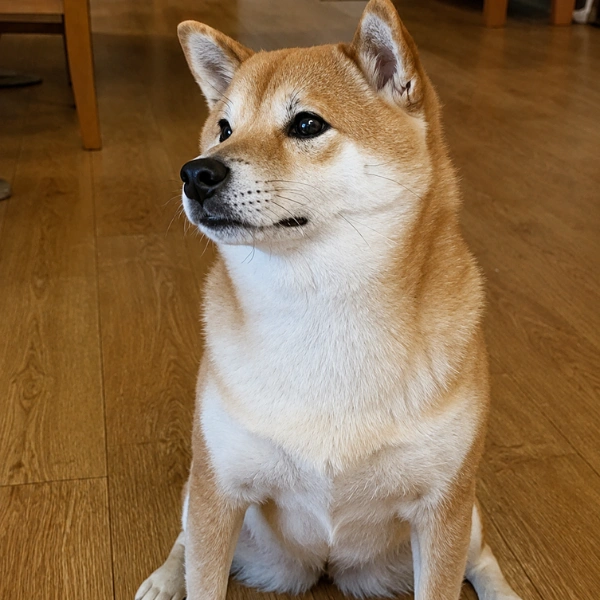 Ruby 露比